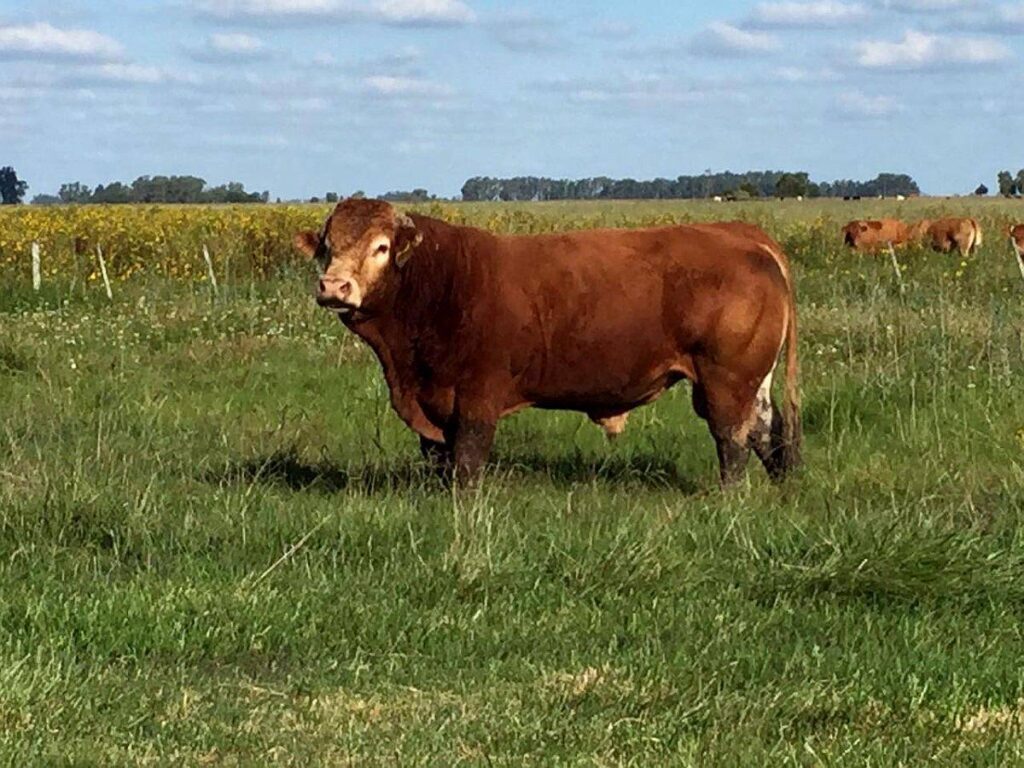 Toro marrón oscuro con cuernos prominentes de pie en un campo rodeado de vegetación bajo un cielo despejado