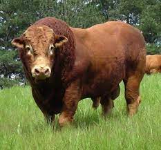 Toro Limousin de frente