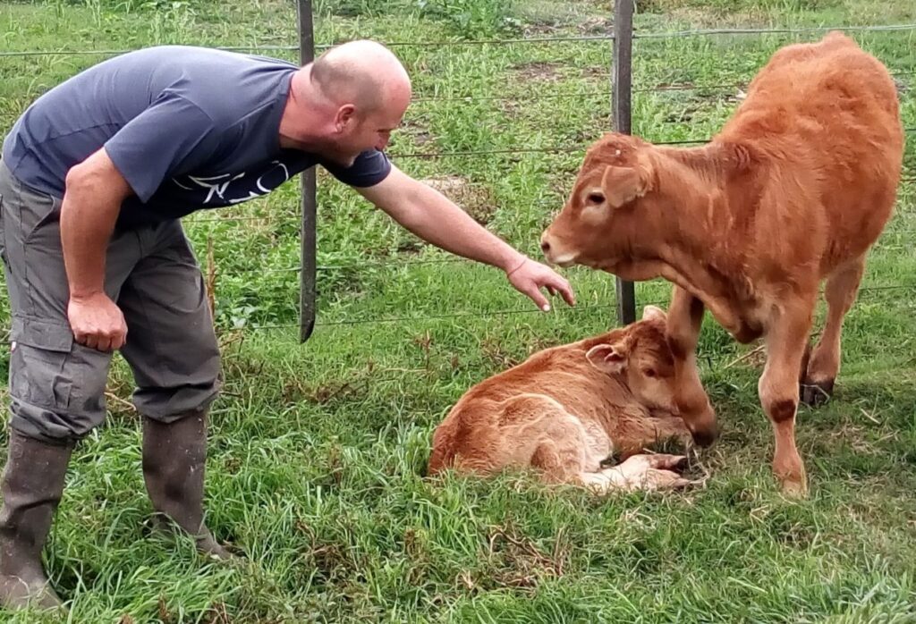 Ganado Limousin pastando en un campo con hombre intentando acariciar